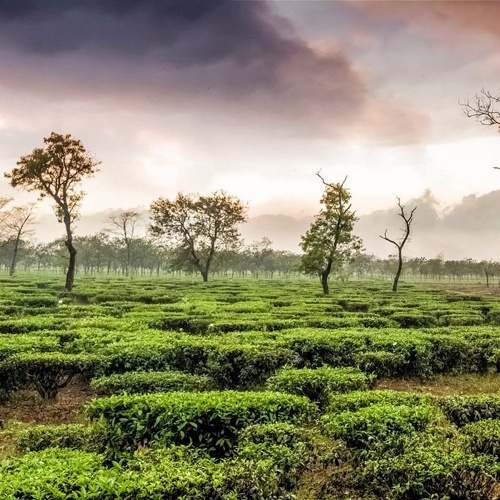 taxi from Siliguri to Darjeeling