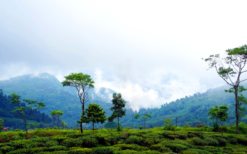 Darjeeling Dreamscape Escape – 4 Days of Himalayan Magic